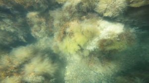 Крым, лето 2022 г.  пгт.  Орджоникидзе.  Подводная охота.