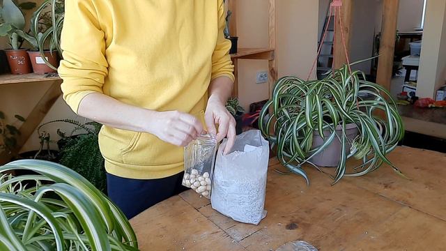 как вырастить Гинго билоба?  гинго gingo biloba