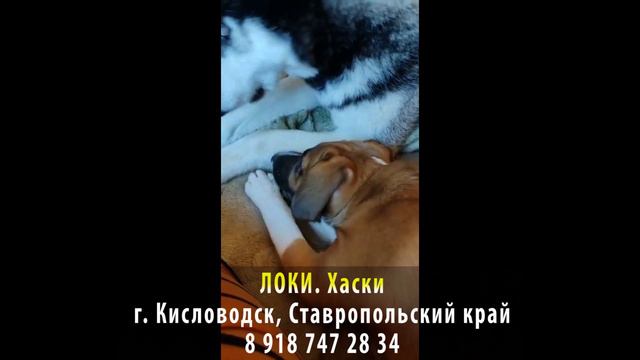 Пропала собака! ЛОКИ. Хаски. г. Кисловодск, Ставропольский край