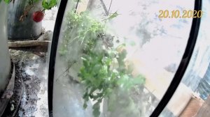 Слизнитариум. Содержание слизней и улиток на корм домашней птице