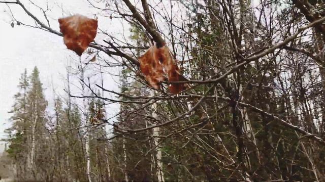 Октябрь... на Севере ???#полетели_гуси_в_теплые_края смотреть онлайн