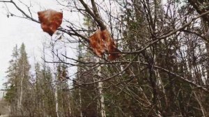 Октябрь... на Севере ???#полетели_гуси_в_теплые_края