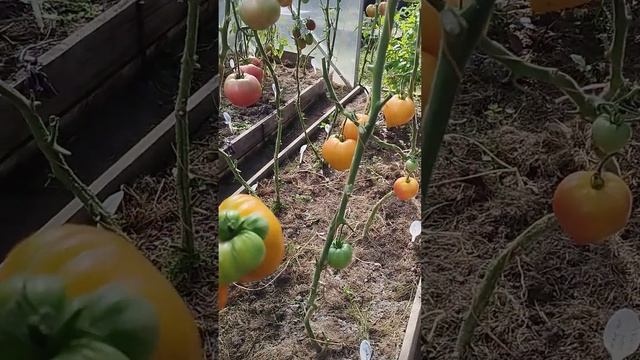 Коллекционный томат Семейная реликвия Родса в теплице