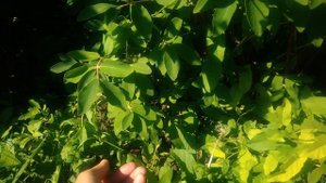 Жимолость садовая сорт Сластена.Первая ягода и первое впечатление