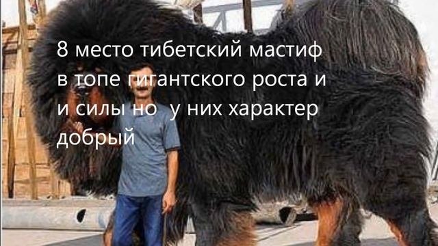 15 самых опасных пород собак
