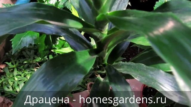 Высокая красивая драцена смотреть онлайн