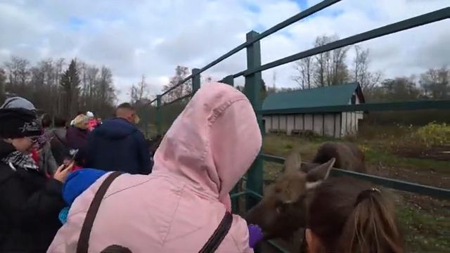 Дети были в восторге/ Контактная лосиная ферма в деревне Сумароково Кострома /