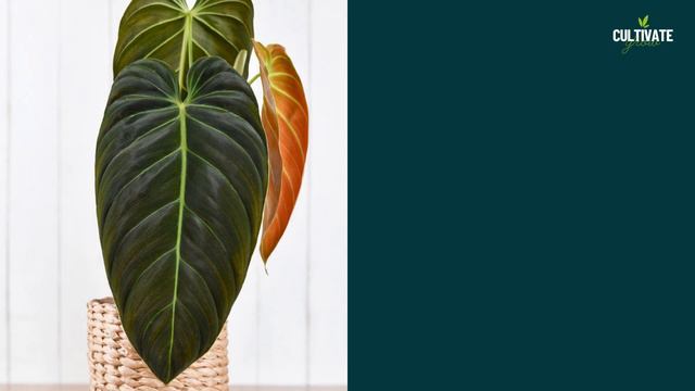 20 Rare Wishlist Indoor Plants 🍃🏠 Most Wanted Houseplants 🪴🌿
