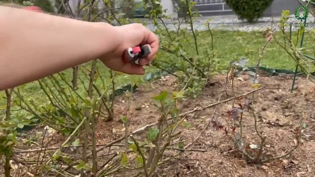 Санитарная обработка плетистых роз весной. Питомник растений Е. Иващенко