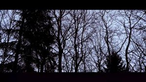 Прекрасный зимний лес. Потрясающий зимний лесной пейзаж в деревне. 4K cinematic vdeo