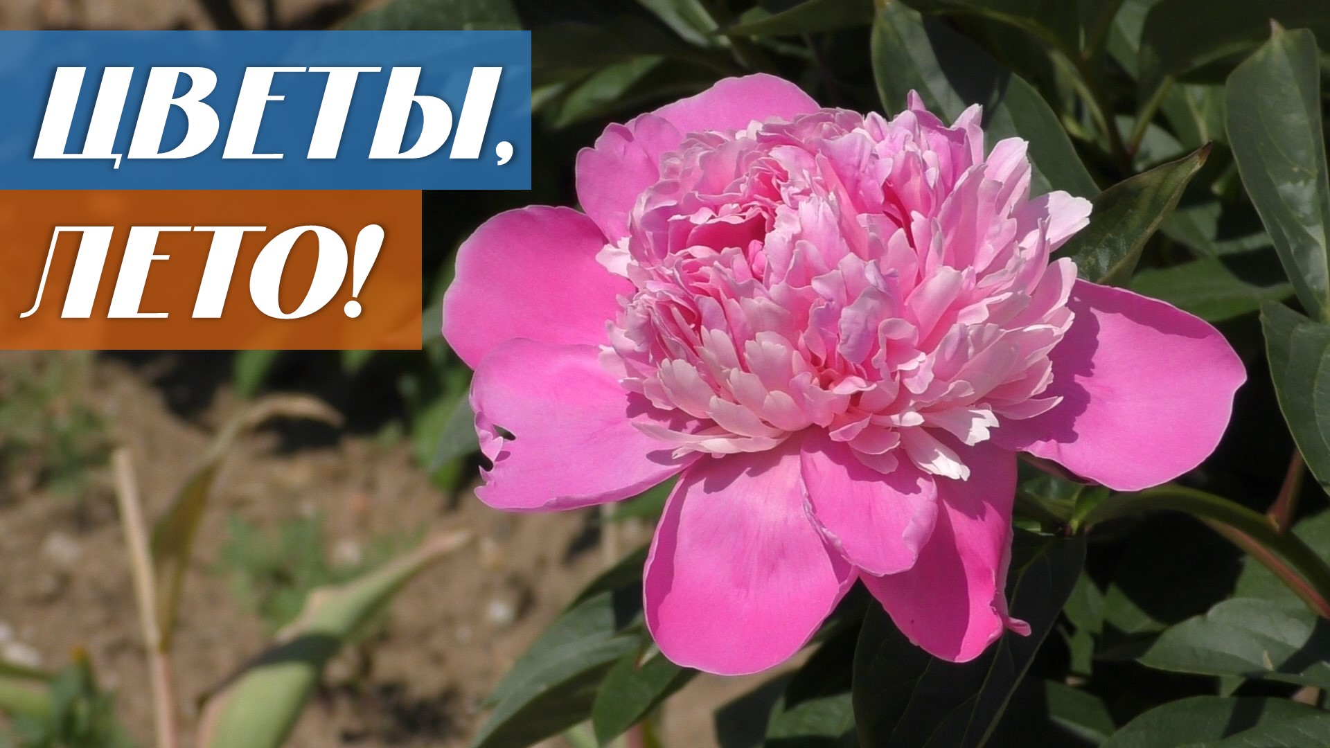 О выращивании цветов на садовом участке смотреть онлайн