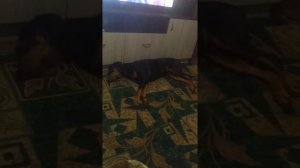 ДОБЕРМАН БЕГАЕТ ВО СНЕ - DOBERMAN RUNS IN HIS SLEEP