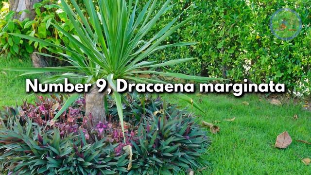 15 low maintenance outdoor plants in india