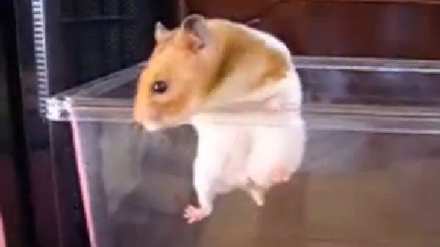 Умный хомяк 