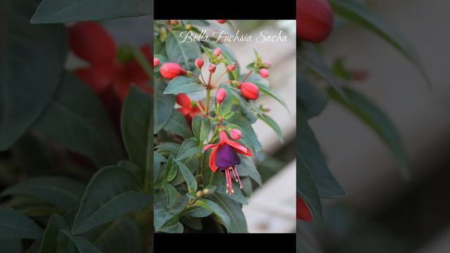 Фуксии Самара #продажа #черенки #fuchsia #продажа #черенки