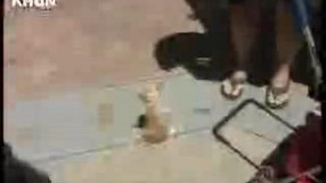 Песик с двумя лапапи смотреть онлайн