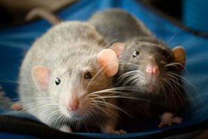 Двух Ярусная БЮДЖЕТНАЯ клетка для крыс за 700 рублей ► Дешевая клетка своими руками
