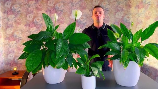 Мой Грациозный СПАТИФИЛЛУМ.  Как ухаживаю.