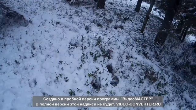 Охота на лося с подхода или цена видео,или как просрать лося) смотреть онлайн