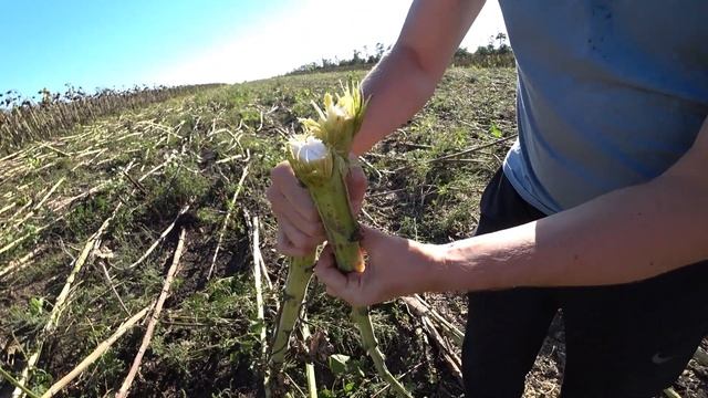 Каток измельчитель стерни подсолнечника смотреть онлайн
