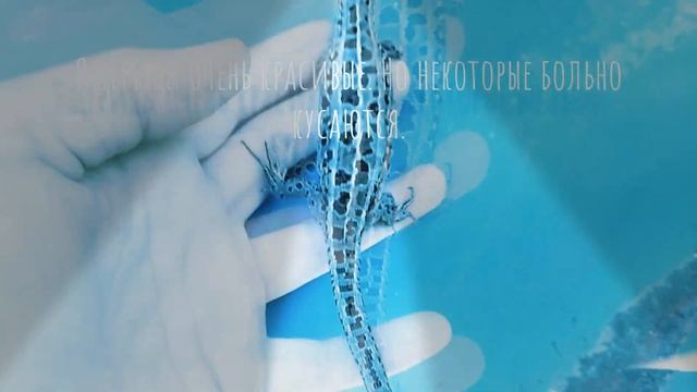 Ящерица. Дуся. смотреть онлайн