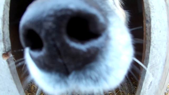 дом для собаки смотреть онлайн