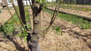 Частичная обрезка колонновидных яблонь...