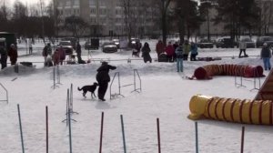 Первоапрельское аджилити, 30.03.13 г., СПб, Пискаревская v07