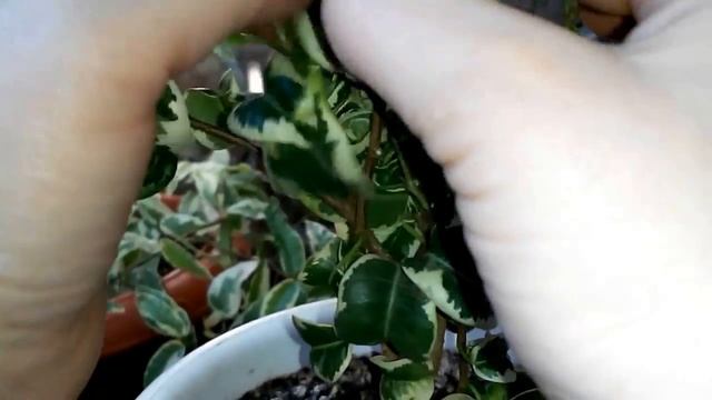 Формируем крону у ФИКУСА БЕНДЖАМИНА сорт "Ирэн". Комнатное цветоводство. смотреть онлайн