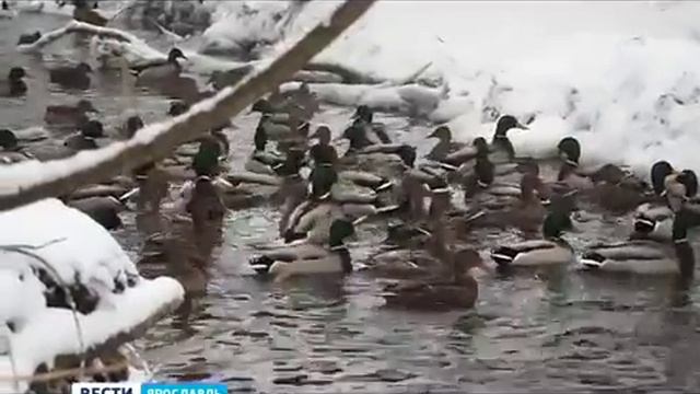 Десятки уток остались зимовать на Дунайке в Дядьково (Ярославль)