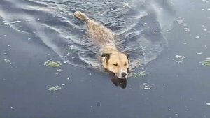 Собаки  сегодня ходили купаться. #приютдлясобак  #dogsshelter  #бездомныеживотные