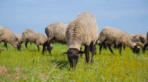 КФХ ВИРОМА, История двух фермеров!