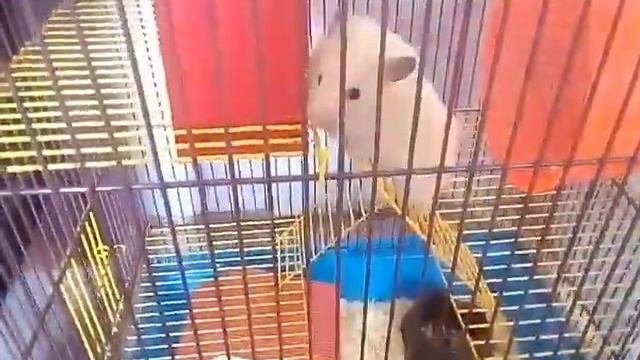 Все мои домашние животные которые живут у меня в комнате )))#