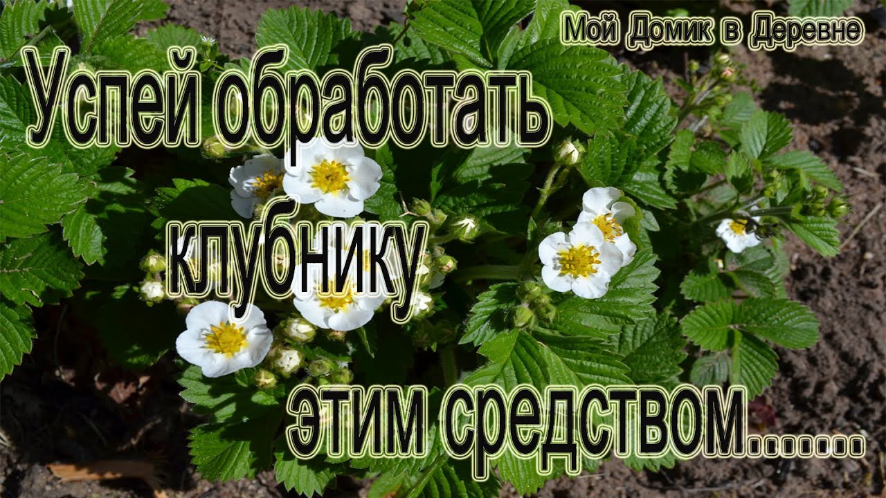 Борная кислота ! Успей обработать клубнику! Превосходный урожай гарантирован ! смотреть онлайн