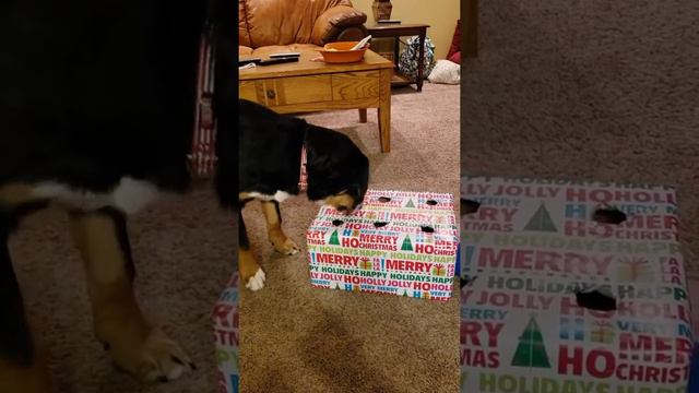 Berner Puppy Hot Dog Challenge