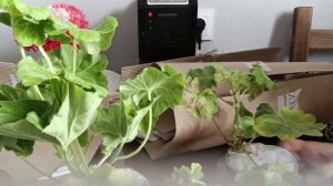 Распаковка. Пришли черенки пеларгонии УГ-Айгуль, Сереневый рассвет, Ю-Пиковая дама.