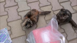 Ремонт двигателя хюндай старекс Н 200 1999 г.в.