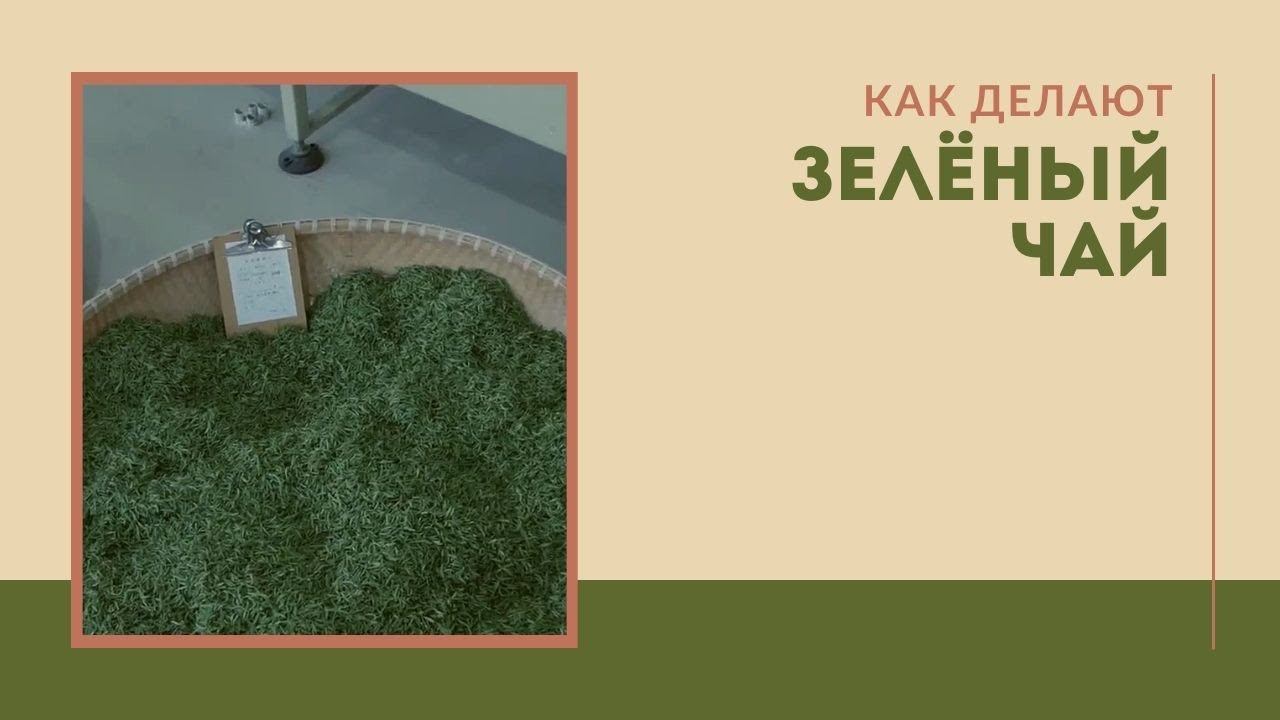 Как делают зелёный чай