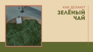 Как делают зелёный чай