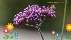 Вербена бонарская. Краткий обзор, описание характеристик, где купить саженцы verbena bonariensis