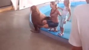Шлепок по попе от моржа