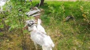 ИВЕРМЕК от блох и глистов КОЗЛЯТАМ