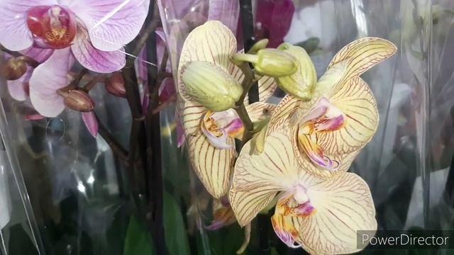 ОРХИДЕИ в ЛЕРУА - Первый привоз в Новом году 8 января 2022г. смотреть онлайн