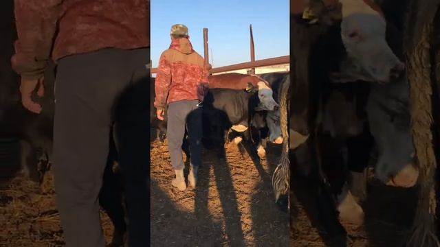Ангус | подсосные телята | телята помеси