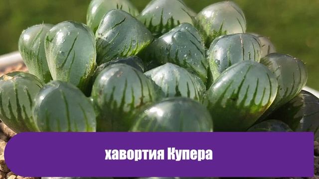 Подборка необычных комнатных растений, которые вы даже не могли представить смотреть онлайн