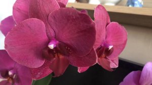 #Орхидеи ЦВЕТУТ ПОСТОЯННО доращивая цветоносы!🌸🌺🌼