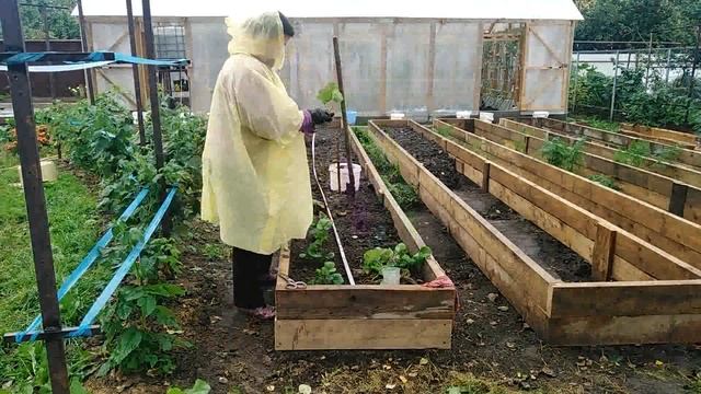 17 сентября 2020г. ДЕЛЮСЬ СПОСОБОМ ПОСАДКИ УСОВ КЛУБНИКИ томаты в теплице смотреть онлайн