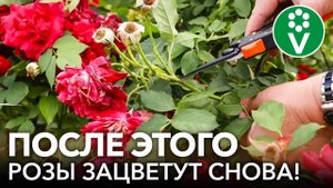 КАК ОБРЕЗАТЬ И ЧЕМ ПОДКОРМИТЬ РОЗЫ ПОСЛЕ ЦВЕТЕНИЯ, ЧТОБЫ ОНИ СНОВА ЗАЦВЕЛИ?