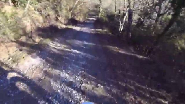 HONDA MTX 125R con pecore e caprioli