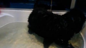 Щенок ньюфаундленда // 1,5 месяца // купаемся